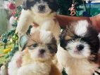 Shih tzu puppies