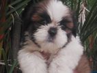 Shih Tzu Puppies