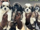 Shih Tzu Puppies