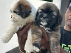 Shih Tzu Puppies