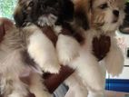 Shih Tzu Puppies