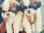 Shih tzu Puppies