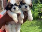 Shih Tzu Puppies