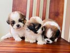 Shih Tzu Puppies