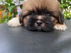 Shih Tzu Puppies