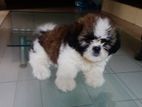 Shih Tzu Puppies