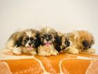 Shih Tzu Puppies