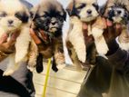 Shih Tzu Puppies