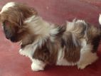 Shih Tzu Puppies