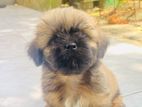 Shih Tzu Puppies