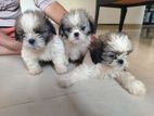 Shih Tzu Puppies