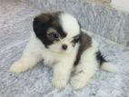 Shih Tzu Puppies