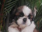 Shih Tzu Puppies