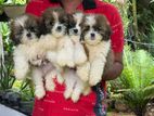 Shih Tzu Puppies