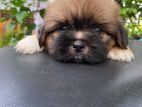 Shih tzu Puppies