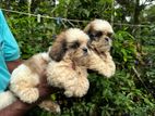 Shih Tzu Puppies