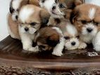 Shih Tzu Puppies