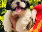 Shih Tzu Puppy