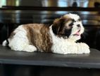 Shih Tzu Puppies