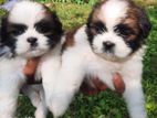 Shih Tzu Puppies