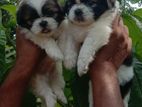 Shih Tzu Puppies