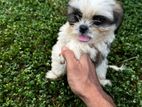 Shih Tzu Puppies