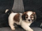 Shih Tzu Puppies
