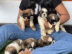 Shih Tzu Puppies
