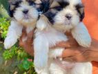 Shih Tzu Puppies