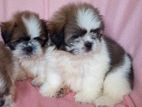 Shih Tzu puppies