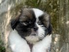 Shih Tzu Puppies