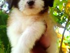 Shih Tzu Puppies