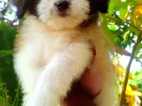 Shih Tzu Puppies