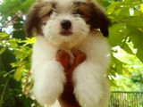 Shih Tzu Puppies