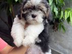 Shih Tzu Puppies
