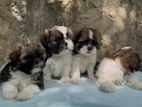 Shih Tzu Puppies