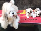 Shih Tzu Puppies