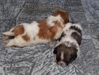 Shih Tzu Puppies
