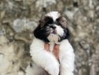 Shih Tzu Puppies