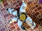 Shih Tzu Puppies