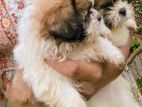 Shih Tzu Puppies