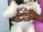 Shih Tzu Puppies