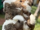 Shih Tzu Puppies