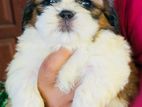 Shih Tzu Puppies