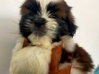 Shih Tzu Puppies