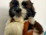 Shih Tzu Puppies