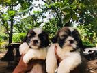 Shih Tzu Puppies