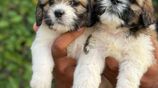 Shih Tzu Puppies