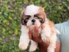 Shih Tzu Puppies
