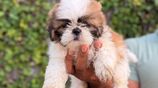 Shih Tzu Puppies